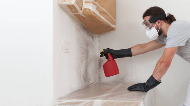 Professional Attic Mold Removal technician working in Roebling, NJ